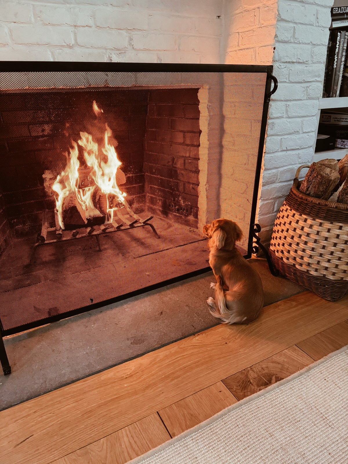 The first fire of the season, the puppy sitting at the screen, a basket of logs beside it
