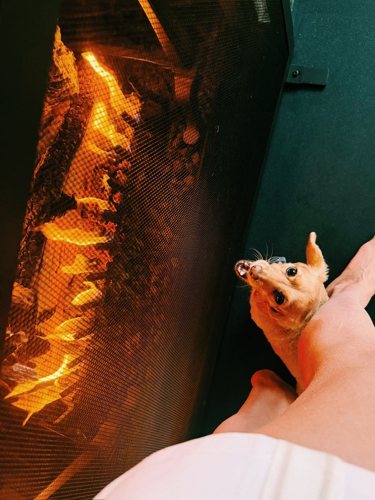 A small dog by the fire at Lucy’s feet, looking up from the good spot