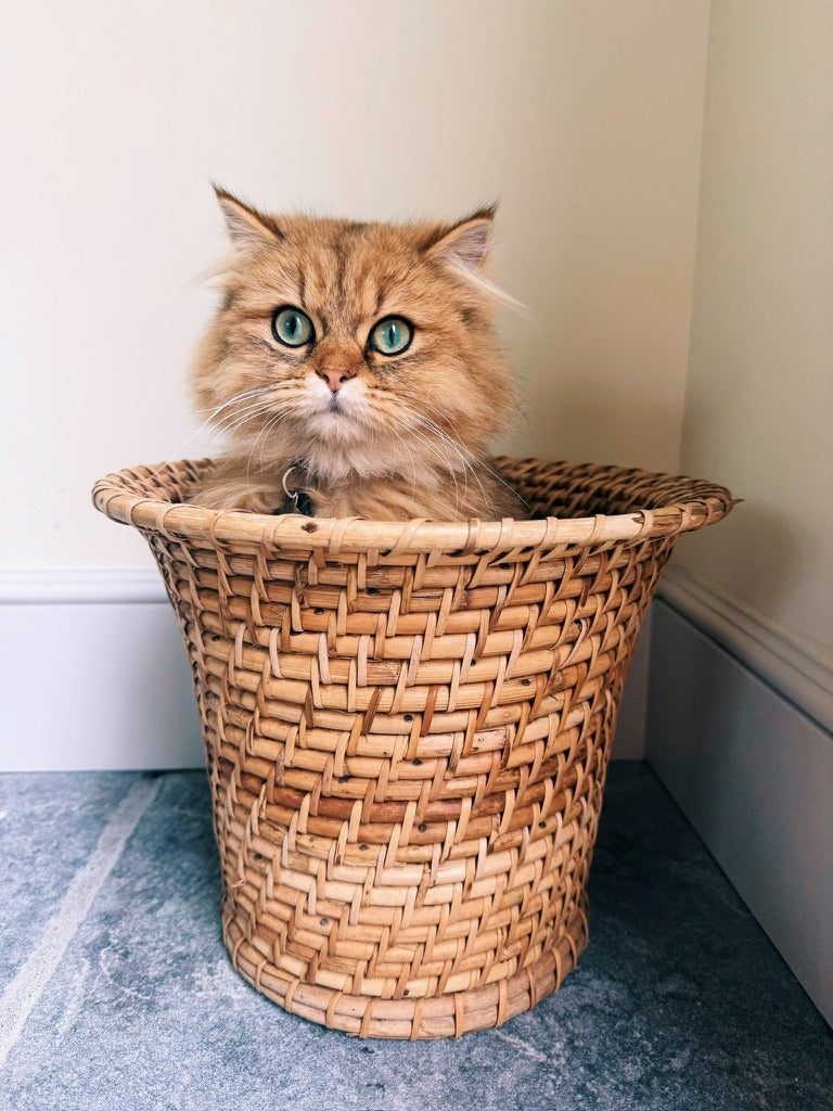 A fluffy cat sitting in the guest-room wicker wastebasket
