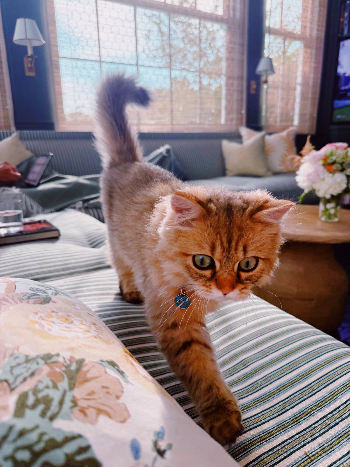 The cat walking along a striped cushion