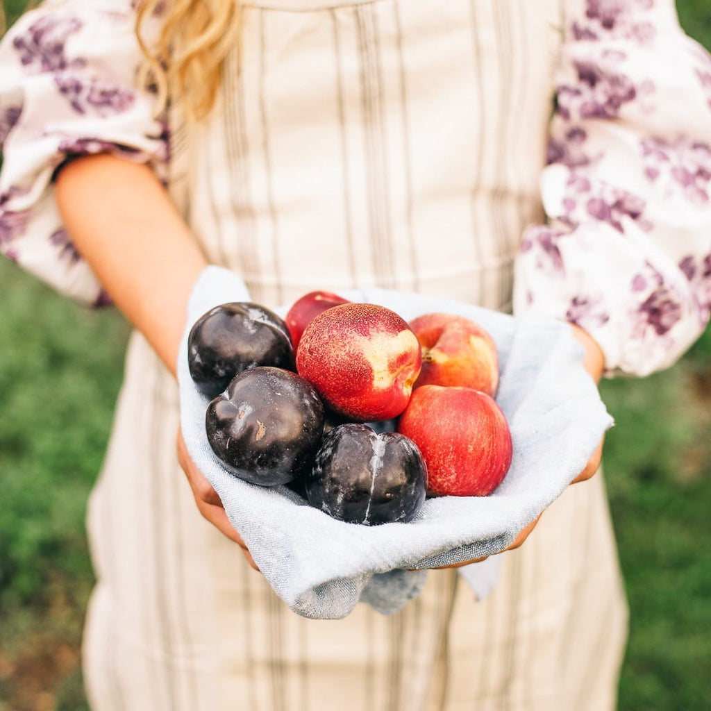 Hands in a striped apron holding a cloth full of plums and nectarines