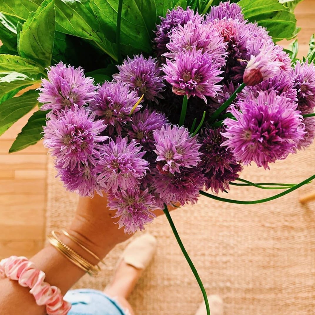 A big bunch of purple chive flowers held up in the sun