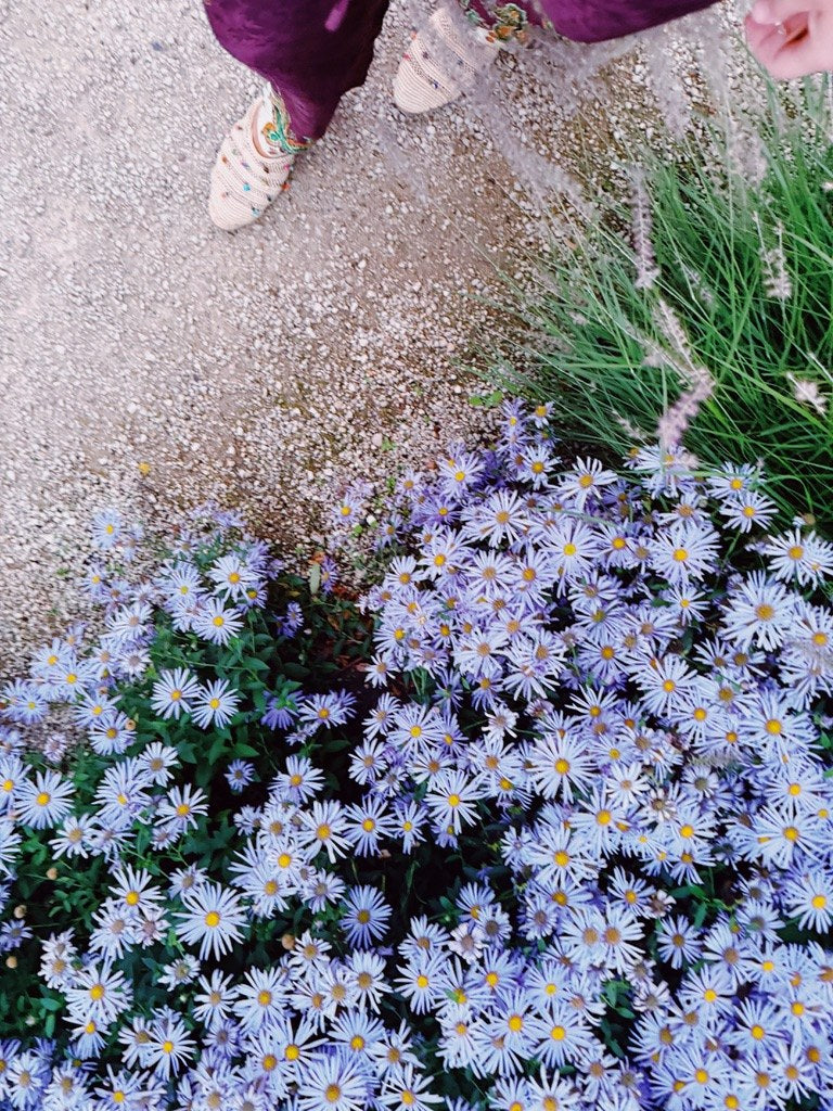 Pale purple asters spilling onto a gravel path