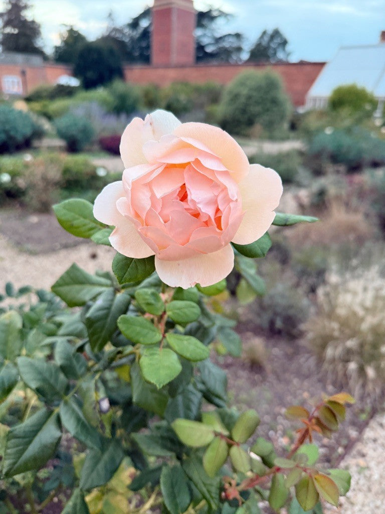 A single pale pink rose in the garden