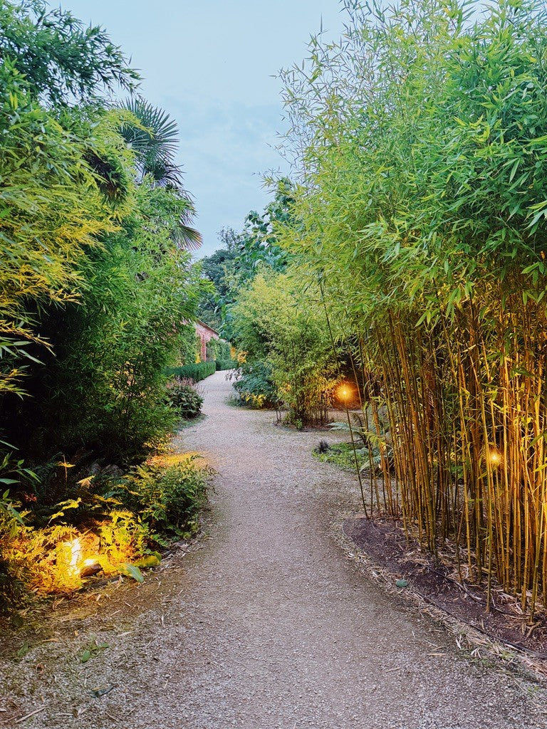 A gravel path between bamboo, lit at dusk