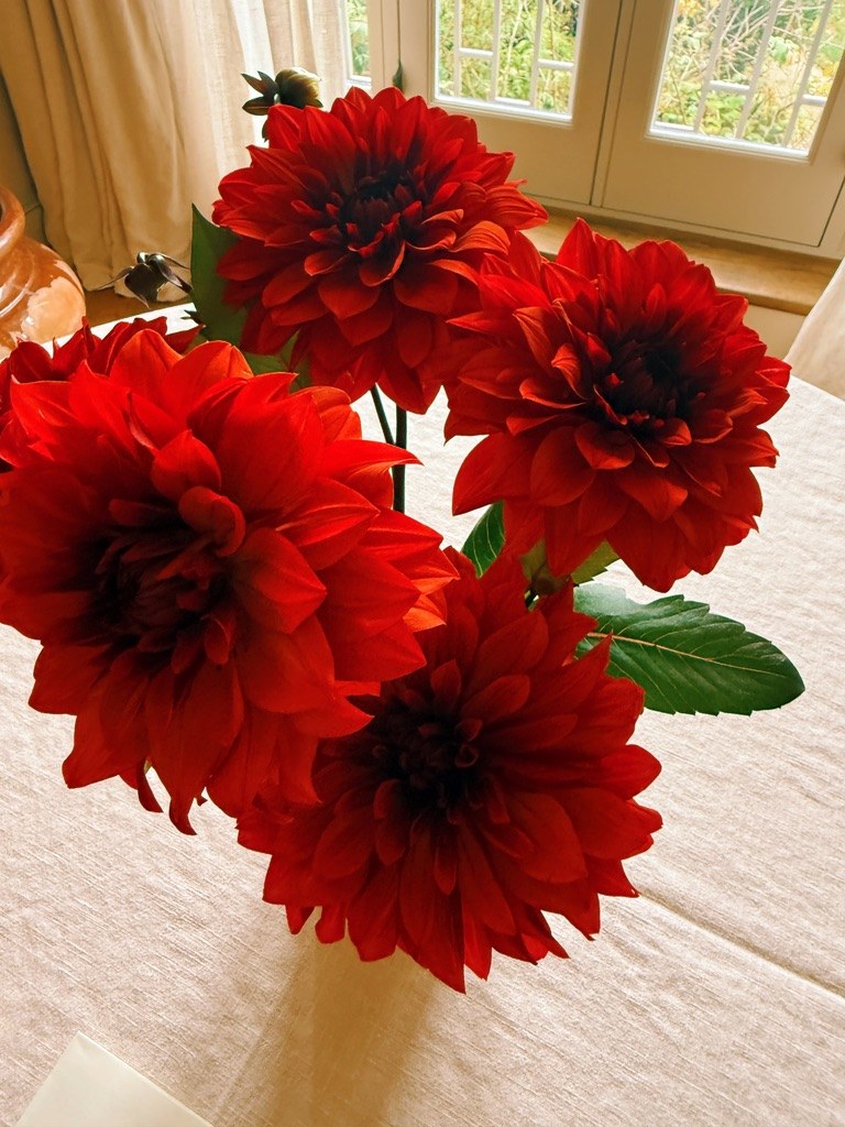 Red dahlias by the window