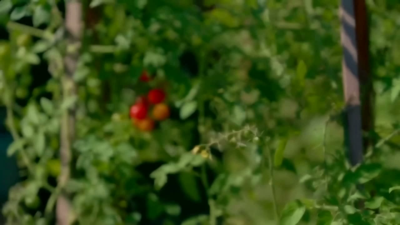 Cherry tomatoes ripening on the vine in the garden