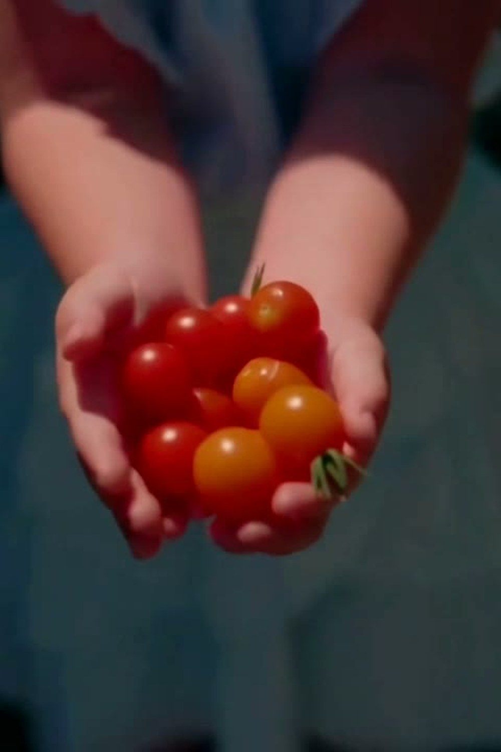 A handful of just-picked cherry tomatoes
